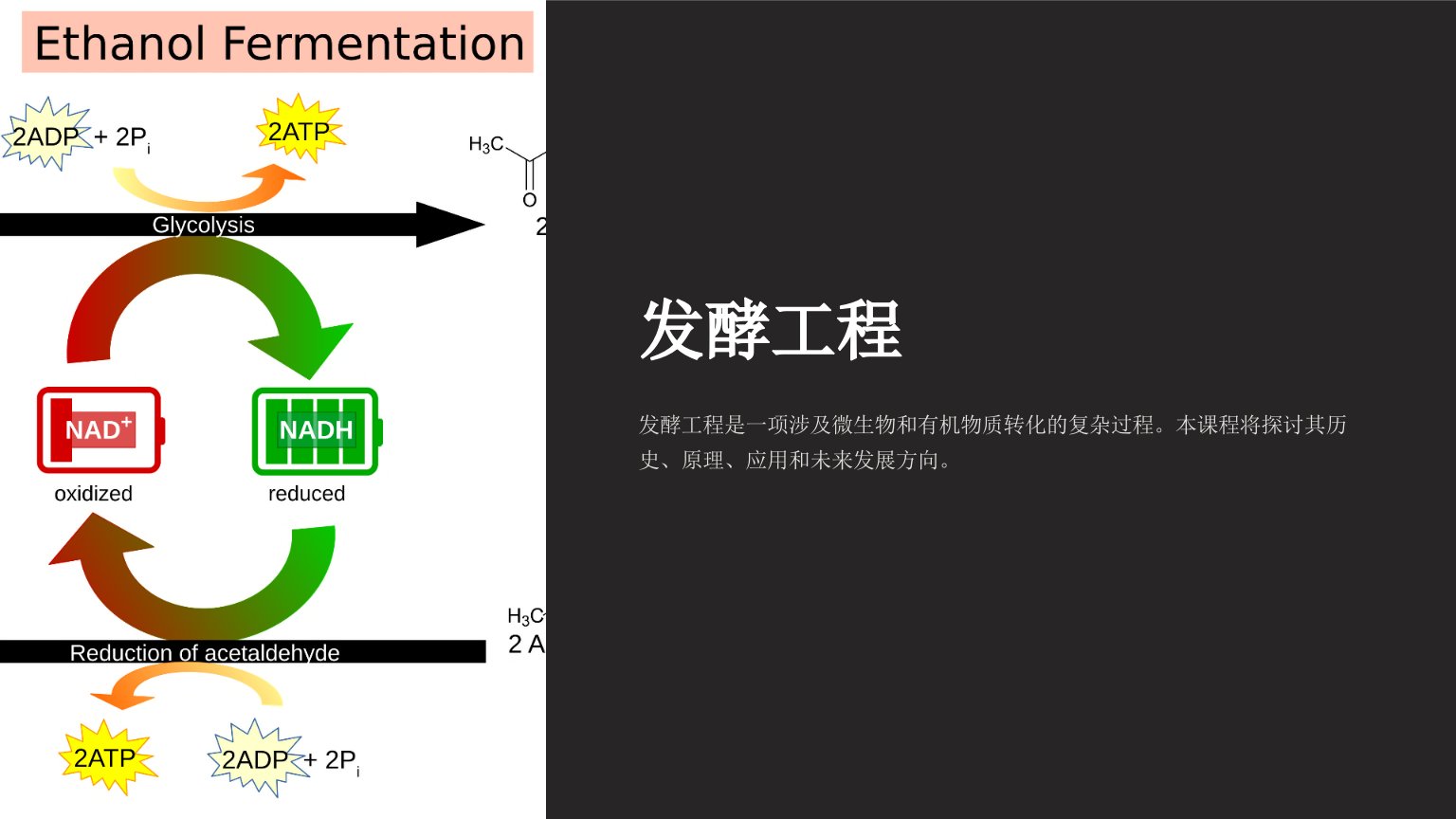 发酵工程（课件451P）