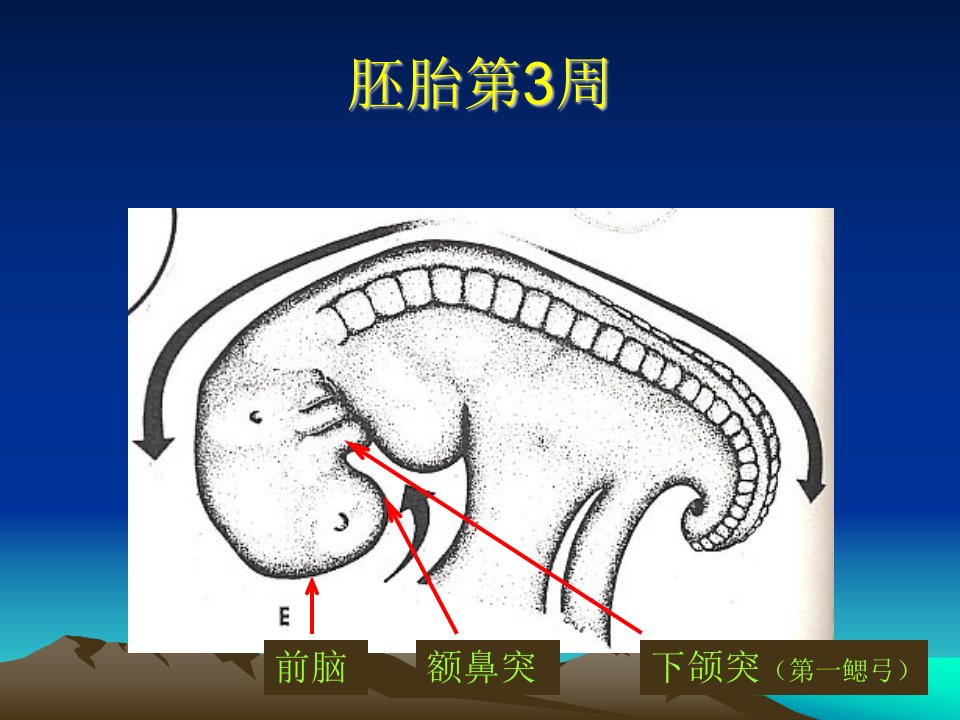 口腔组织病理学实验考试复习图谱