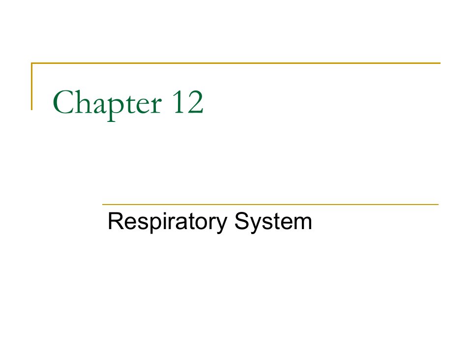 chapter12呼吸系统