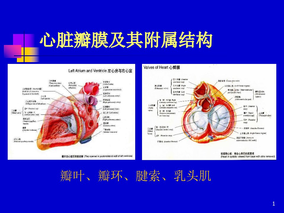 医学课件心脏瓣膜病valvularheartdisease