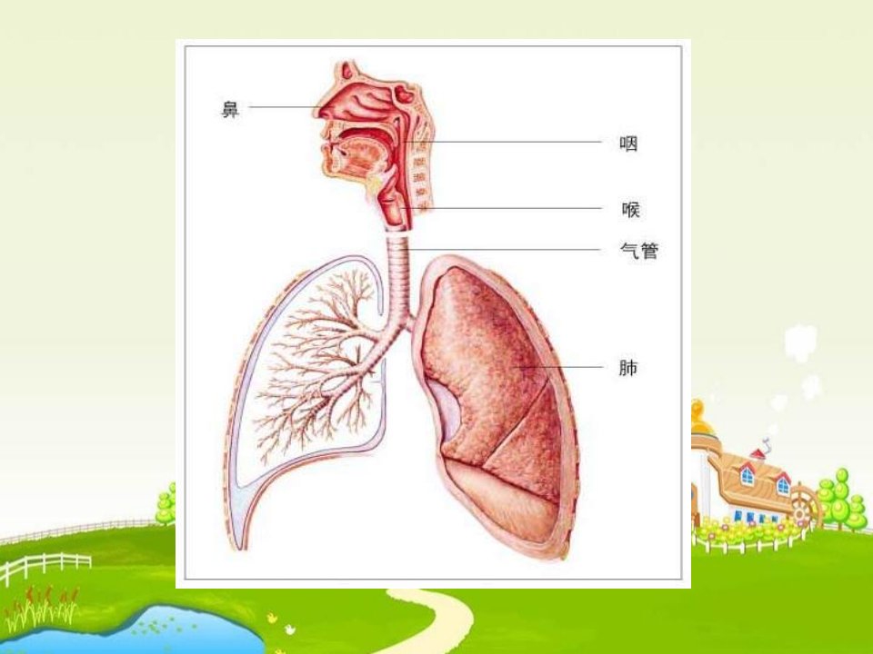 七年级生物呼吸运动与肺通气