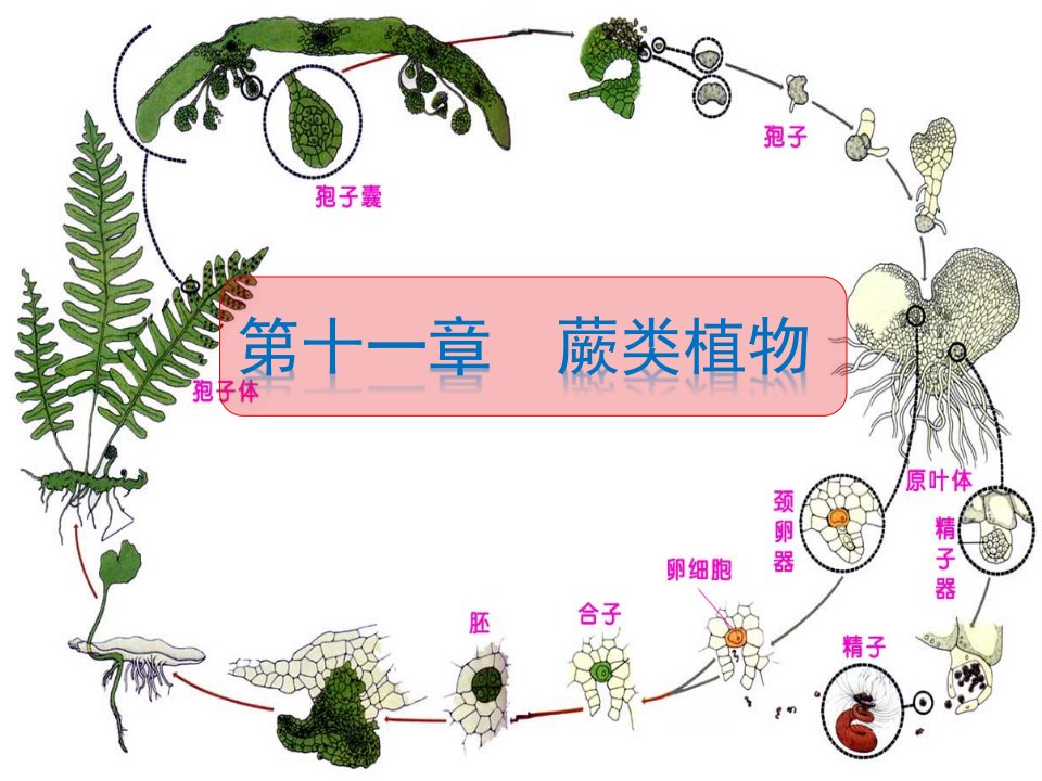 植物学课件--蕨类