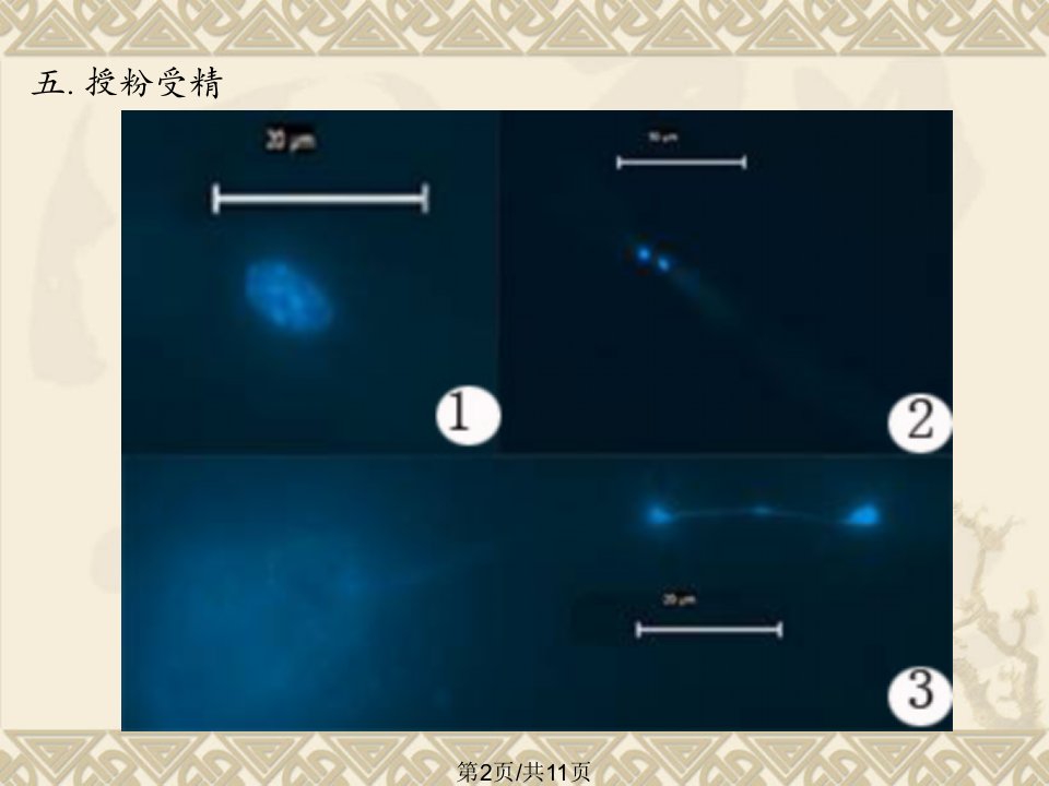 柑橘生产技术之生长发育特性二