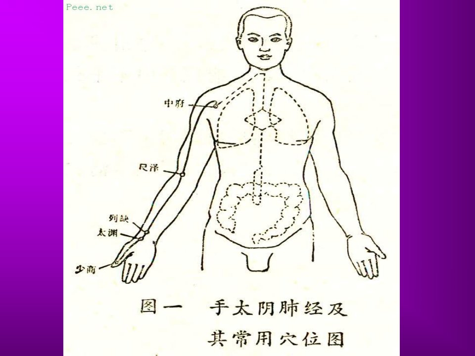 《人体穴位演示图》PPT课件