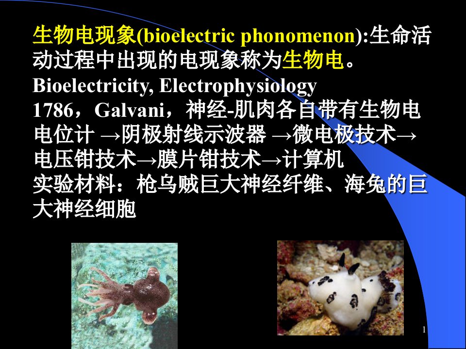 人体及动物生理学第三章神经元的兴奋和传导课件