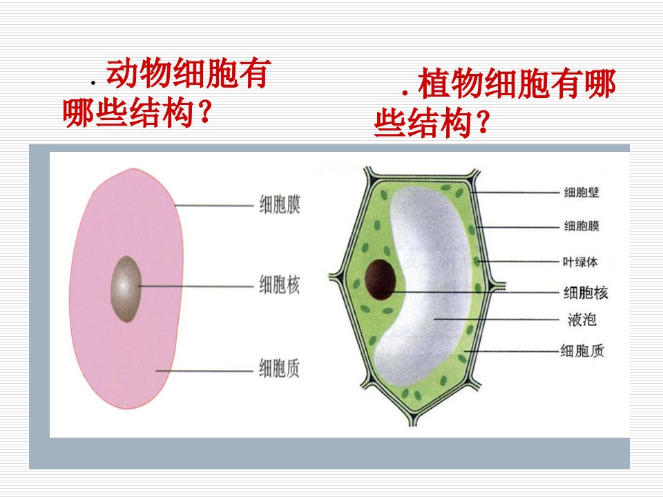 细胞是生命活动的基本单位