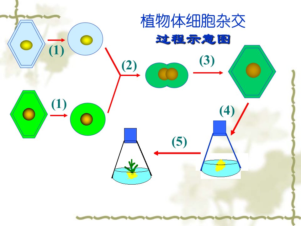 高三生物2.2.2《动物细胞融合与单克隆抗体》(新人教版选修3)课件