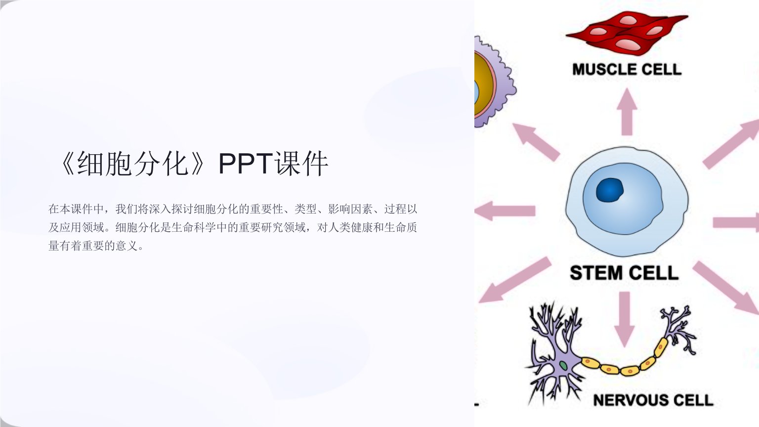 《细胞分化