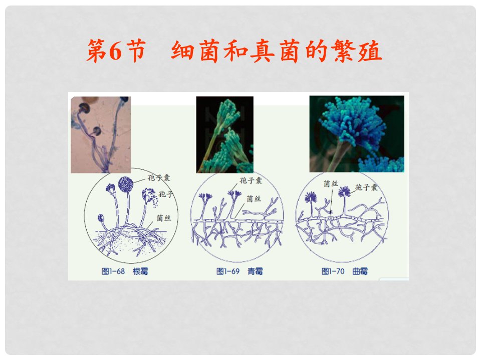 七年级科学下册