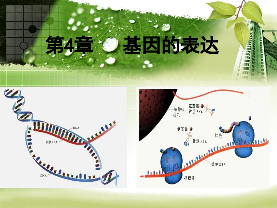 基因指导蛋白质的合成(公开课课件)