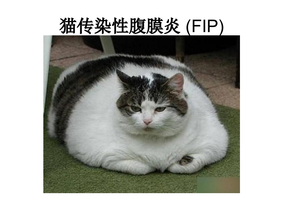 猫的传染性腹膜炎