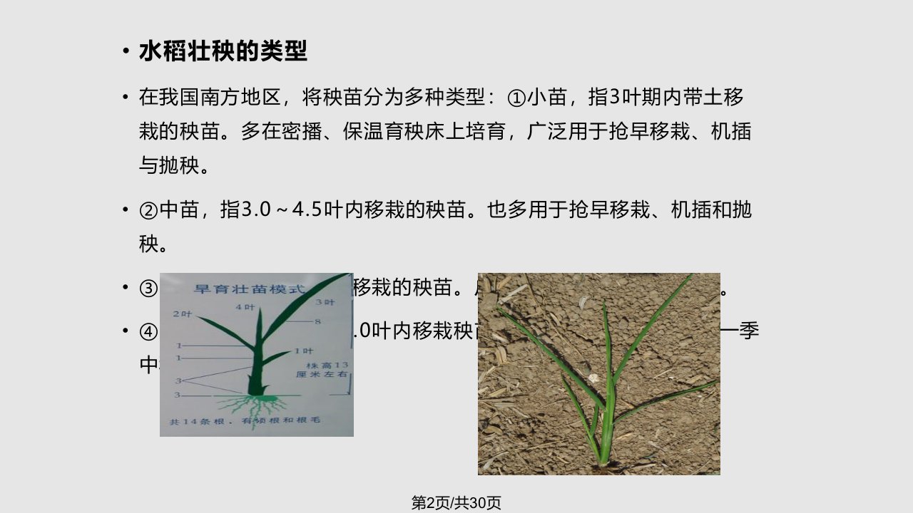 水稻育秧技术新