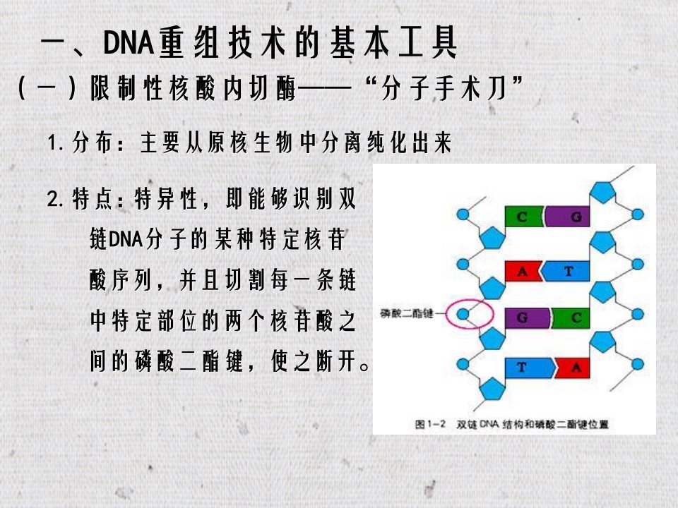 专题一基因工程的学习