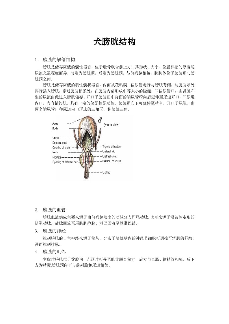 犬膀胱解剖构造