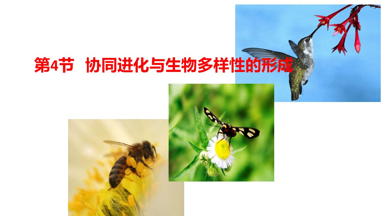 (新教材)协同进化与生物多样性的形成课件人教版1