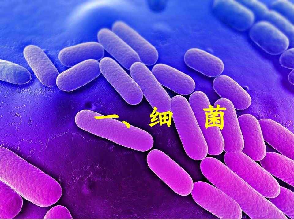 八年级生物下册第4章生物的类群4.3微生物_细菌和簿课件沪教版