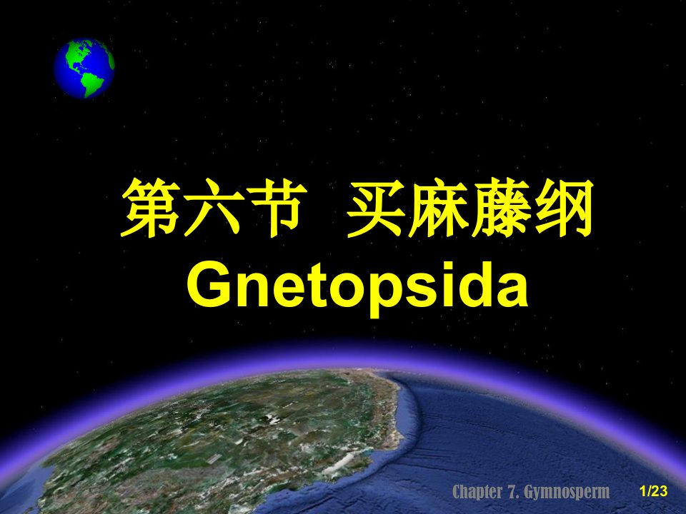 第六节买麻藤纲Gnetopsida