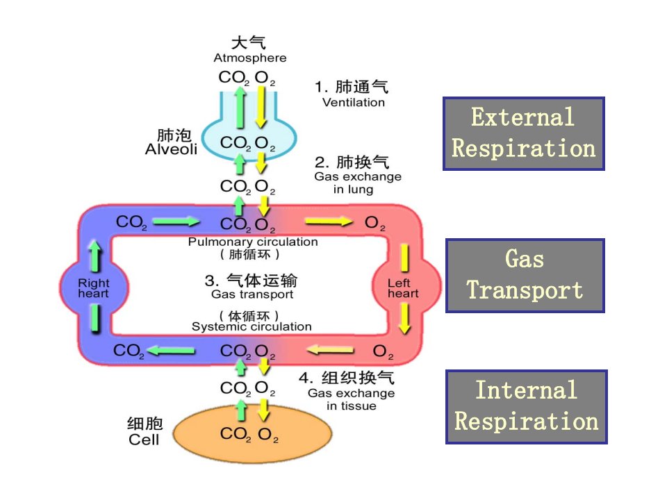 肺功能不全病理学教研室