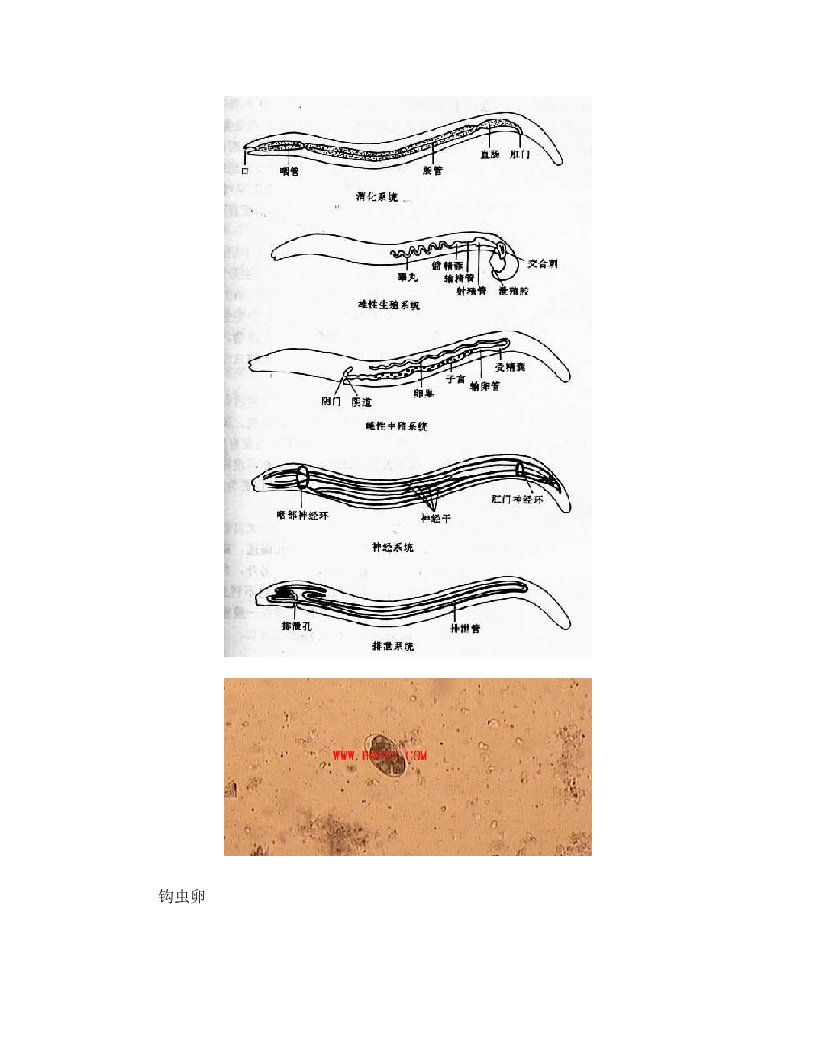 线虫图片