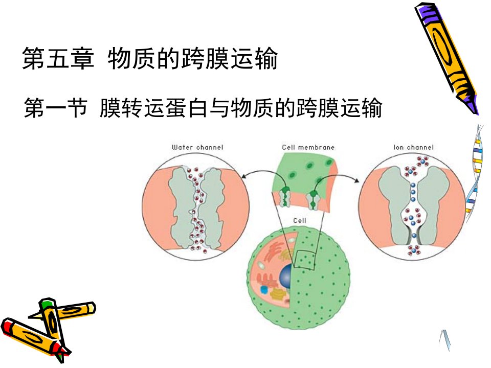 细胞生物学5