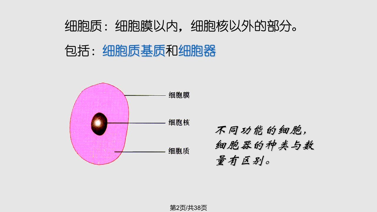 细胞器系统内分工合作共张