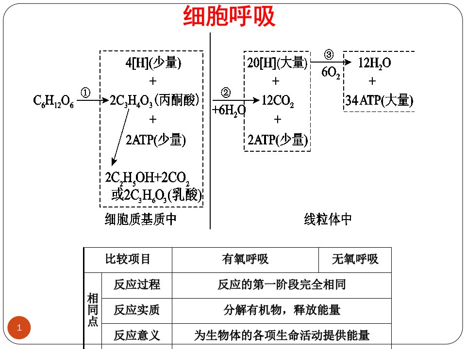 专题四呼吸与光合作用