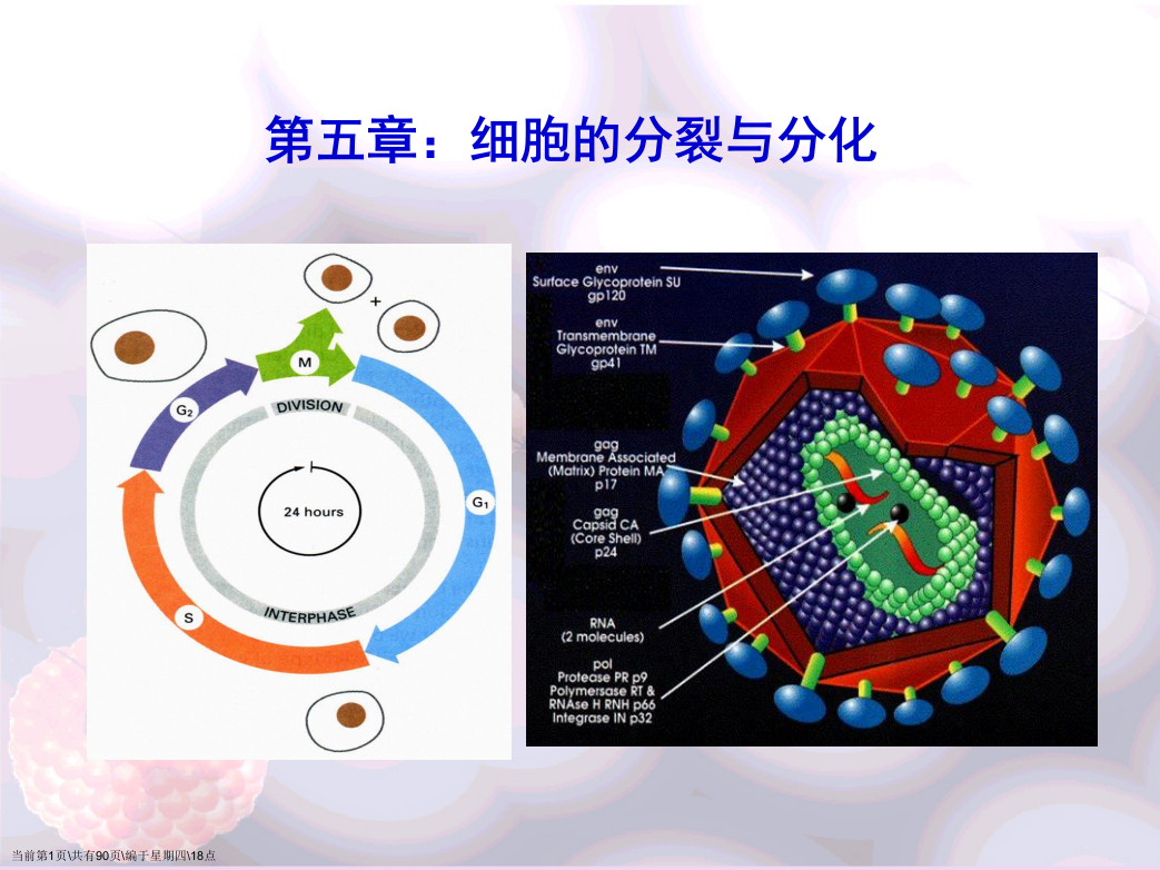 普通生物学课件细胞的分裂与分化