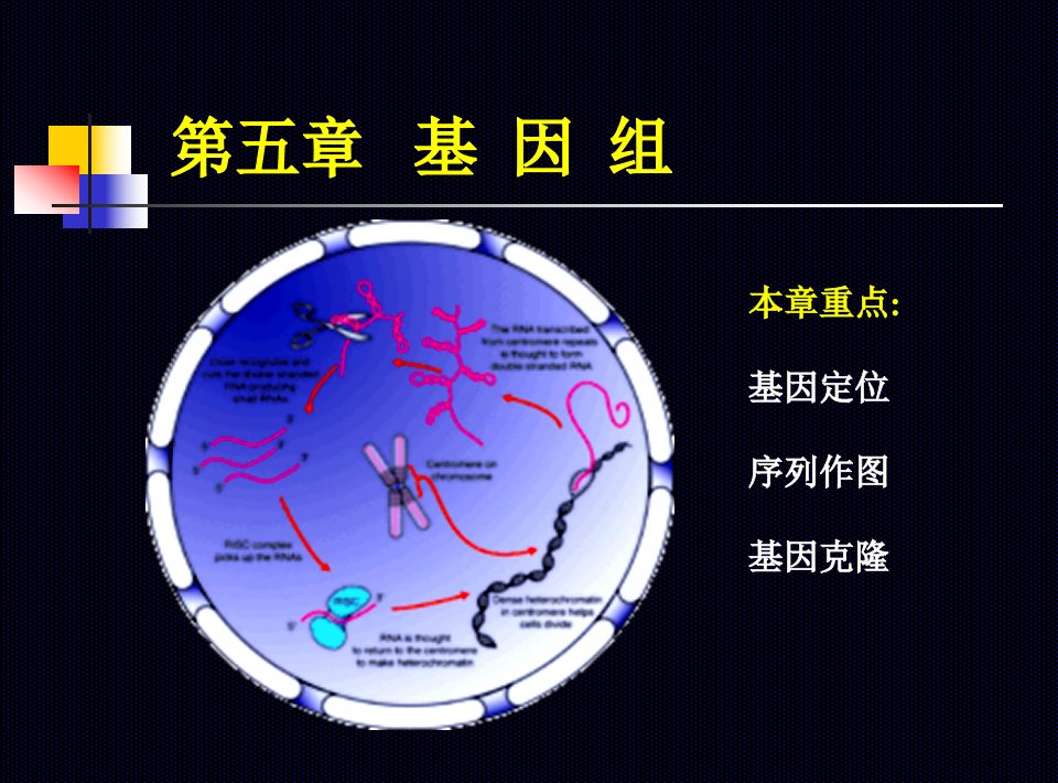 遗传学第五章基因组ppt课件