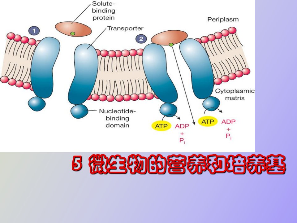 微生物的营养和培养基