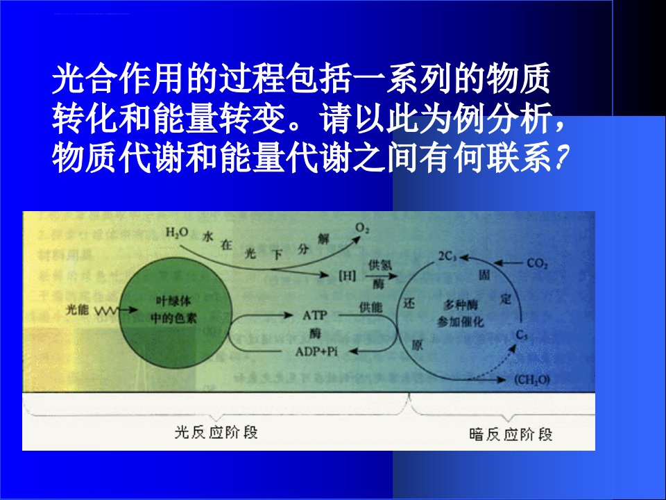 硝化细菌自养需氧型ppt课件