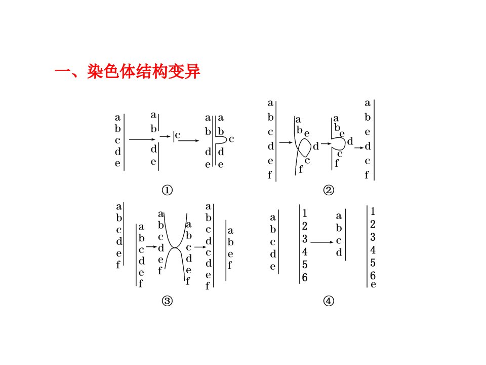 染色体变异教材