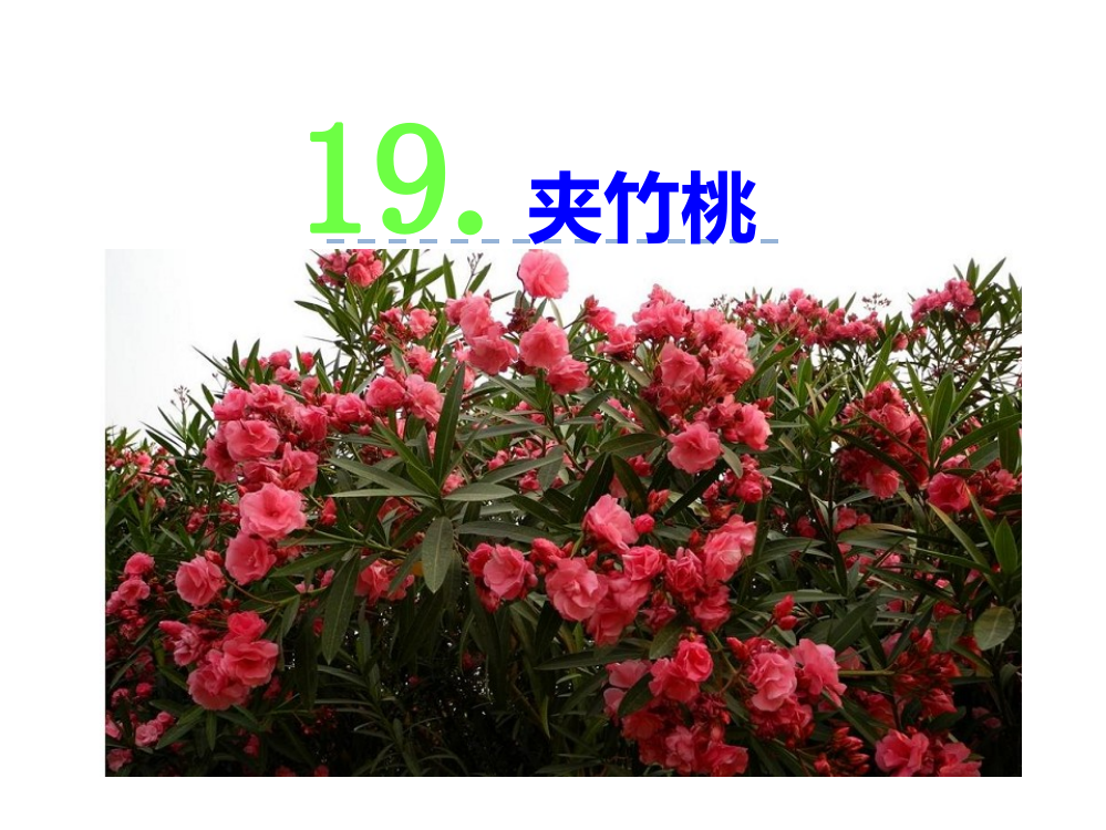 六级下册语文课件-19