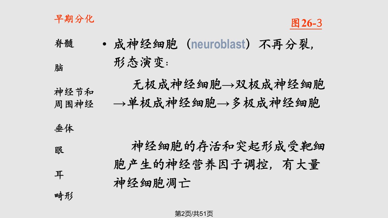 脑神经系统神经系统和眼耳的发生