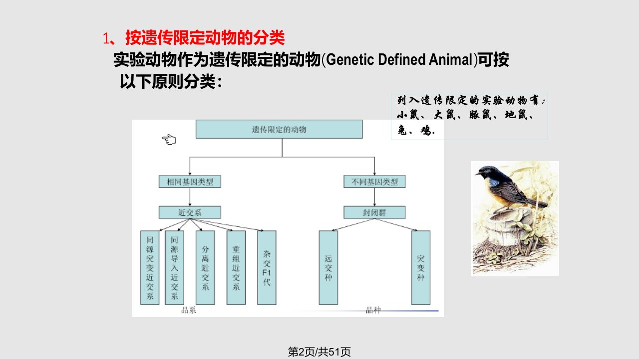 No实验动物的遗传及质量控制