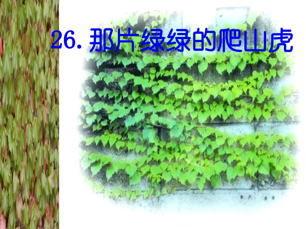 四年级语文那片绿绿的爬山虎2