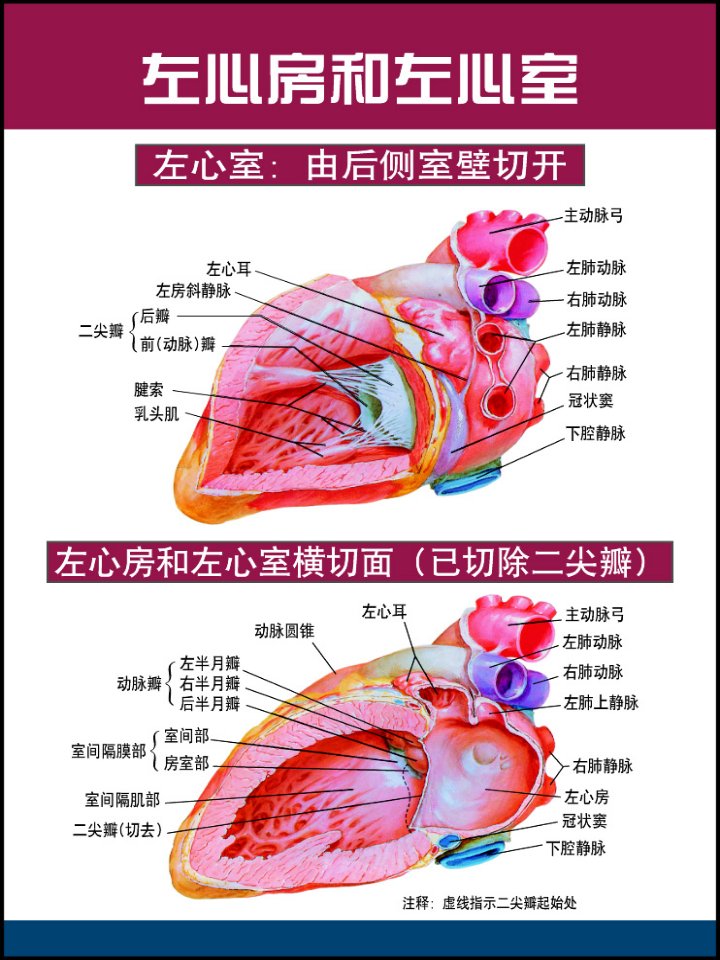 心脏及冠脉血管、心脏传导系统解剖图(高清)