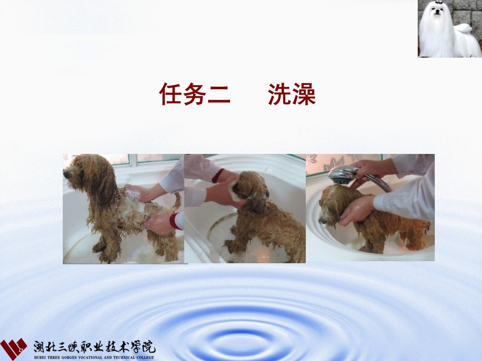 宠物美容与护理2洗澡课件