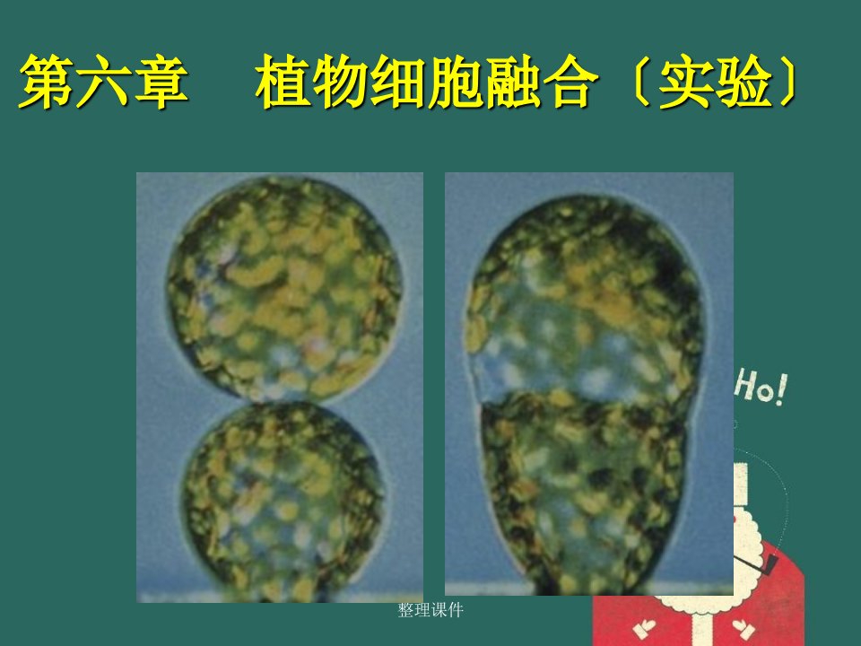 《植物细胞融合实验》