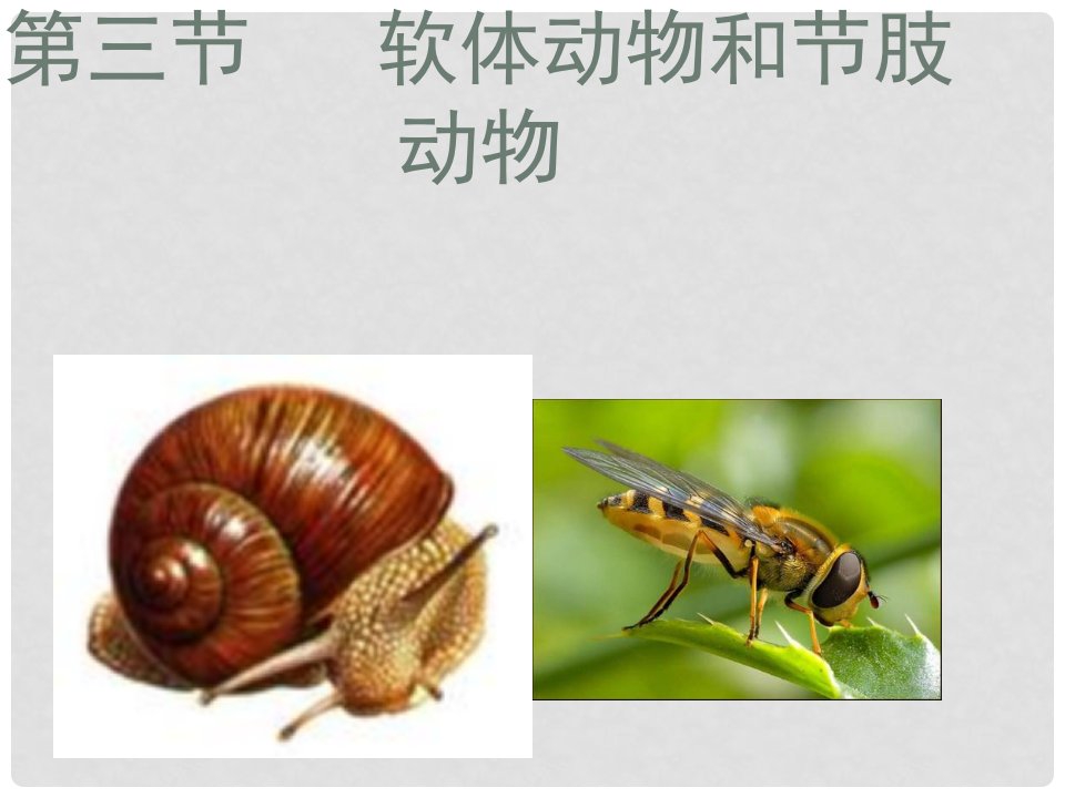 湖北省武汉为明实验学校八年级生物上册