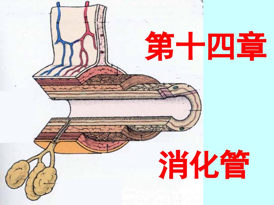 组织学08消化管