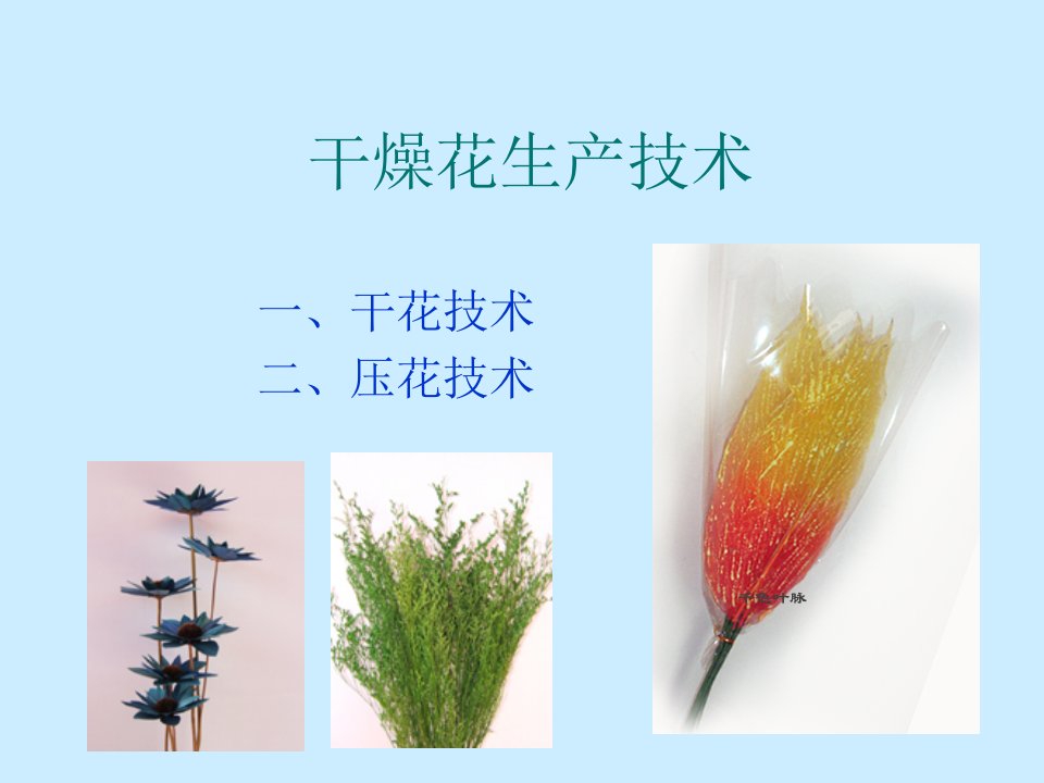 第6章_干燥花生产技术