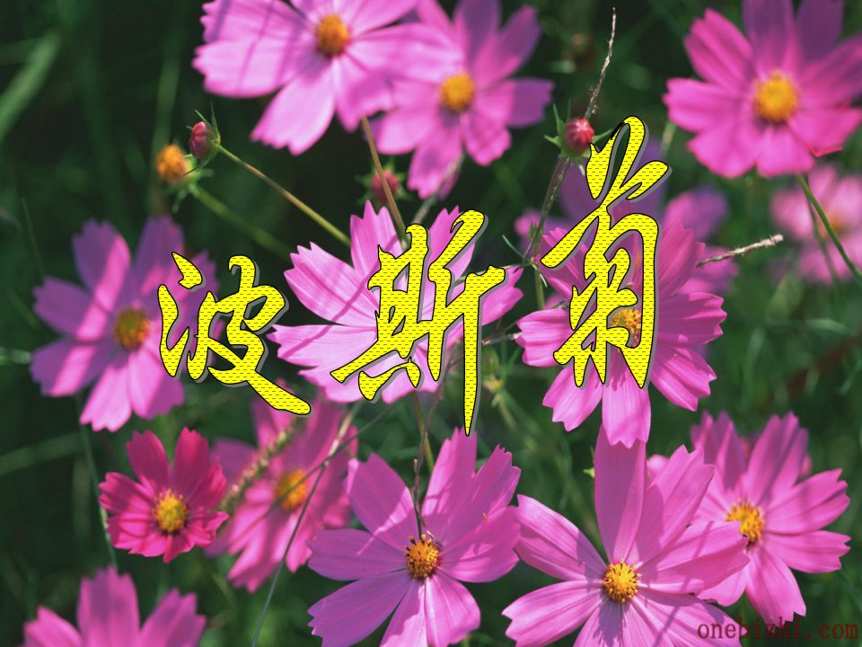 波斯菊57725555