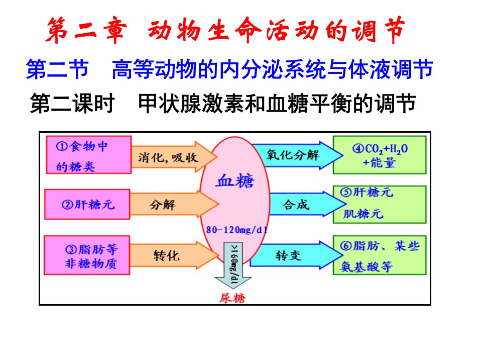 高等动物的内分泌系统与体液调节第二课时ppt课件