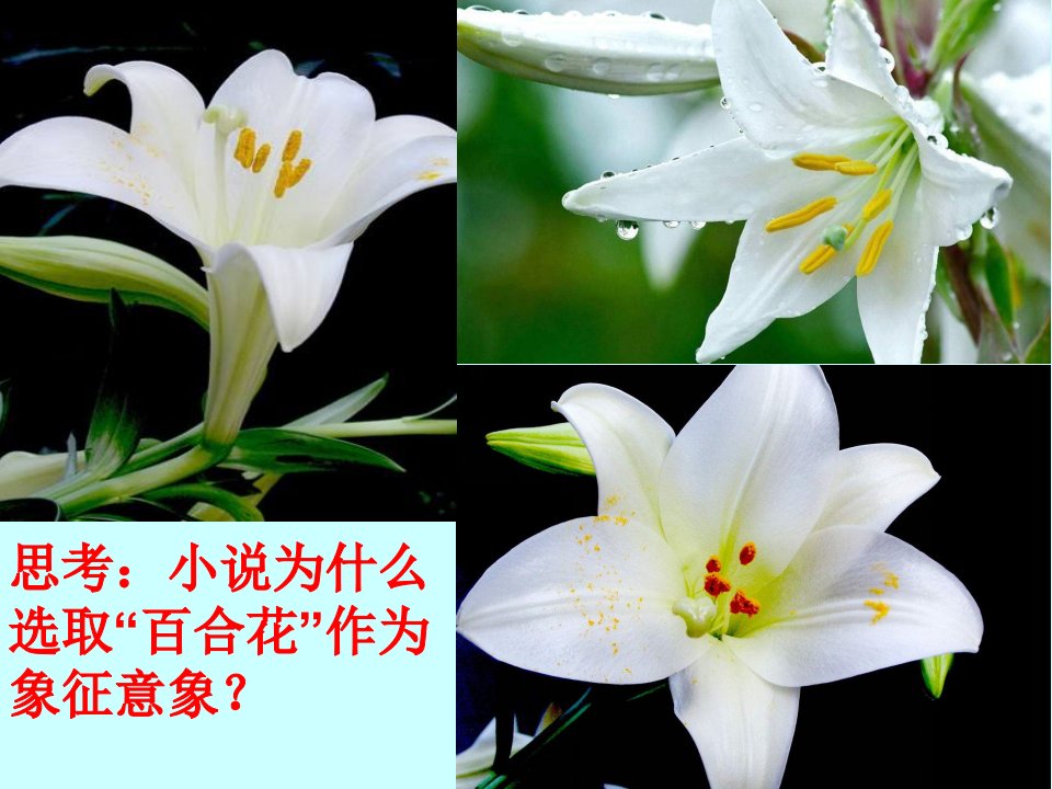 百合花课件上课用ppt