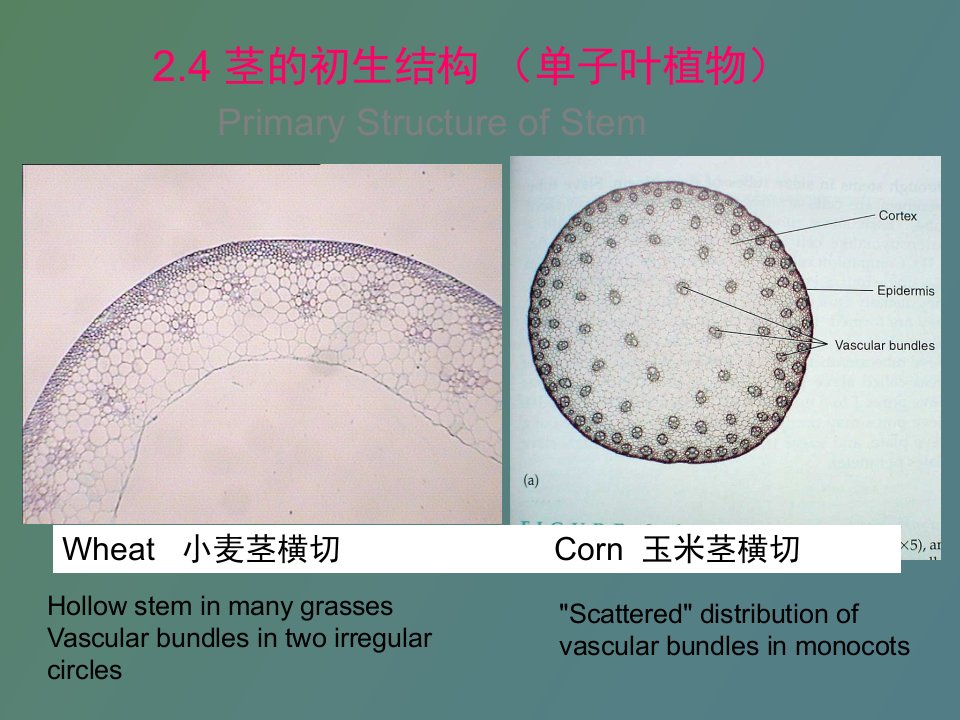 茎的初生结构单子叶植物