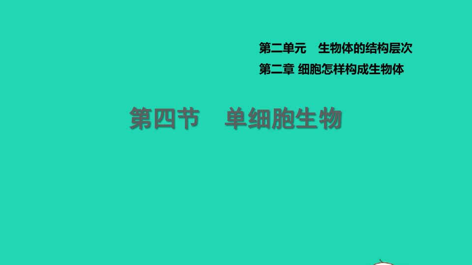 2021七年级生物上册第二单元生物体的结构层次第二章细胞怎样构成生物体第4节单细胞生物习题课件新版新人教版