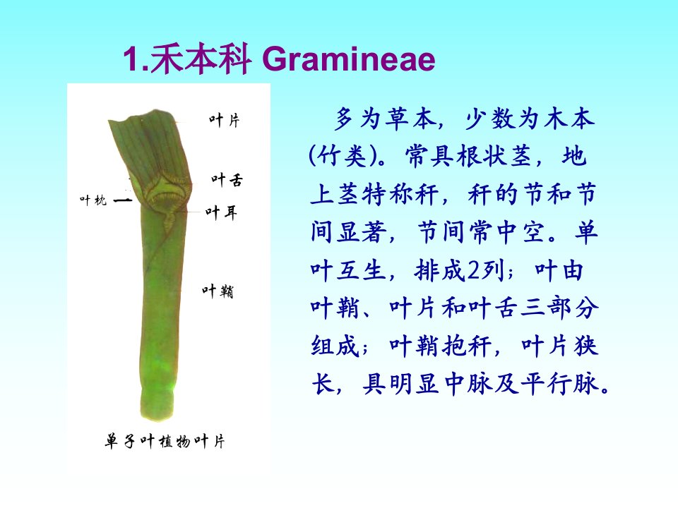 药用植物学广州中医药大学药用植物学课件禾本天南星百合科