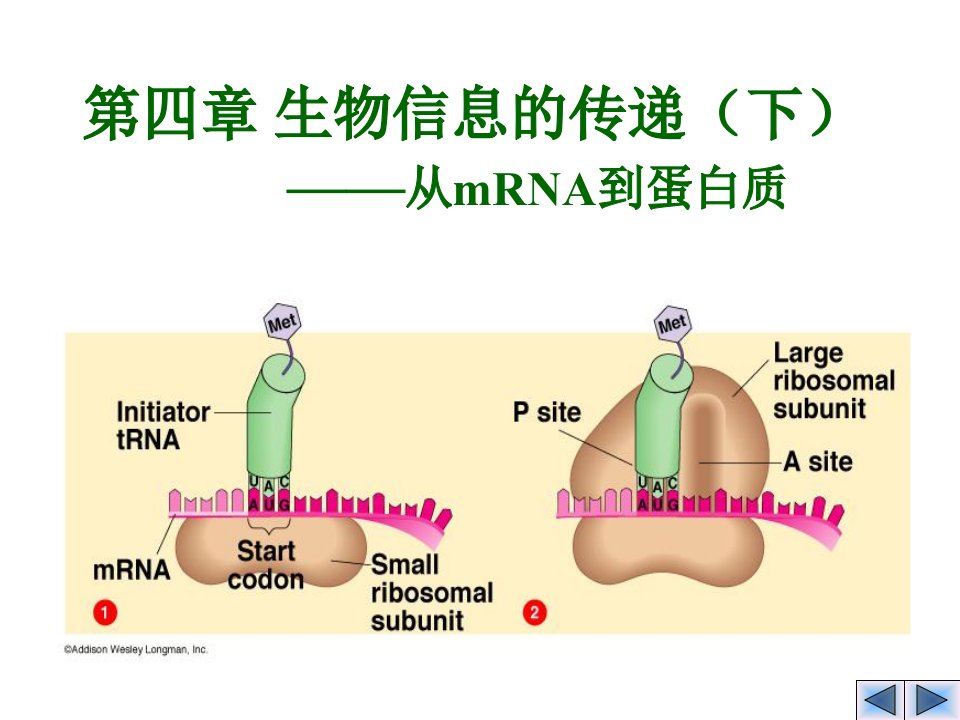 第四章mRNA到蛋白质