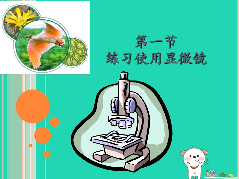 人教版七年级生物上册第二单元第一章第一节练习使用显微镜课件ppt