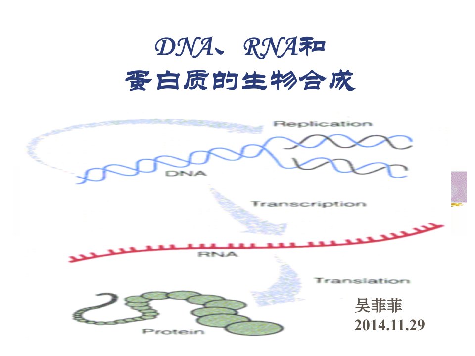 DNA、RNA和蛋白质的生物合成